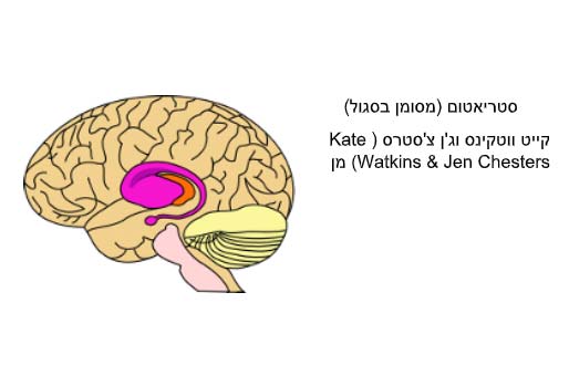איור של אזור ה סטריאטום במוח
