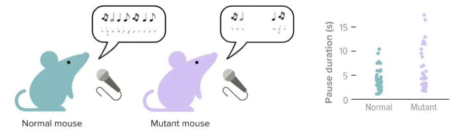 איור שוני בין עכברים-מחקר תאי מוח המעורבים בגמגום